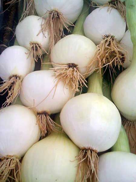 onions-white onions-white