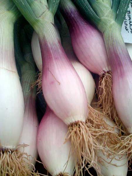 onions-purple1