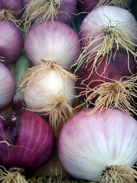 onions-purple2